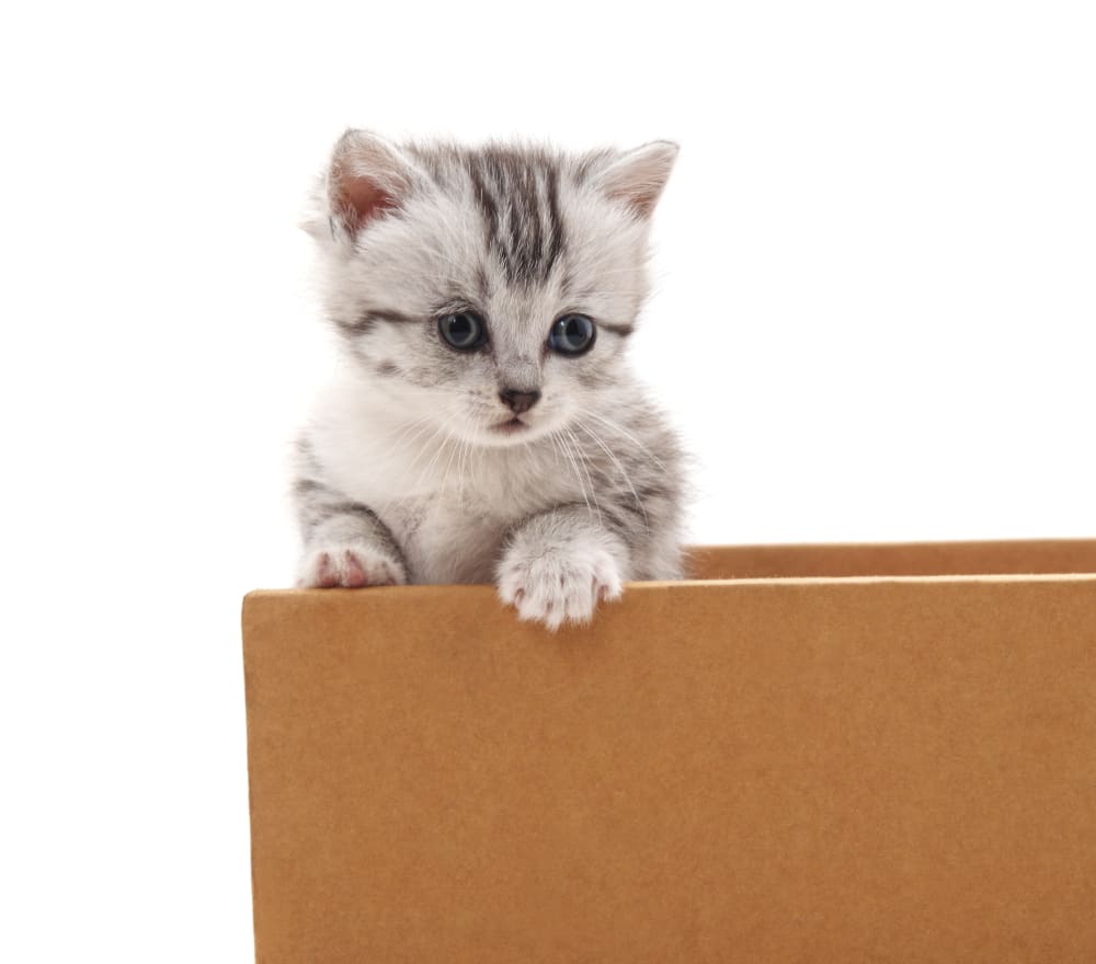 moving with cats